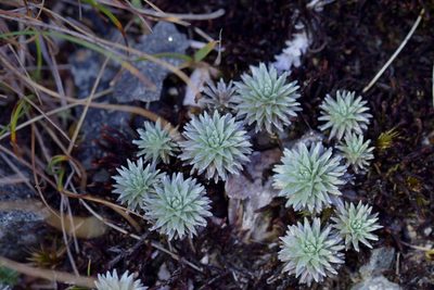 Raoulia grandiflora, photographed by Christopher Stephens