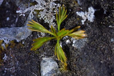 Aciphylla similis, photographed by Christopher Stephens