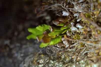 Notogrammitis crassior, photographed by Christopher Stephens