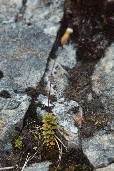 Forstera purpurata, photographed by Christopher Stephens