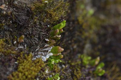 Notogrammitis crassior, photographed by Christopher Stephens