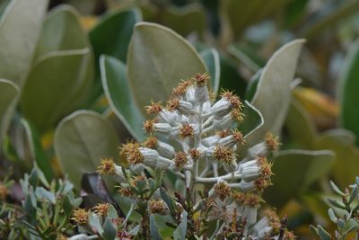 Brachyglottis elaeagnifolia, photographed by Christopher Stephens