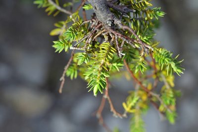 Pimelea oreophila, photographed by Christopher Stephens