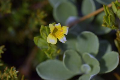 Euphrasia cockayneana, photographed by Christopher Stephens