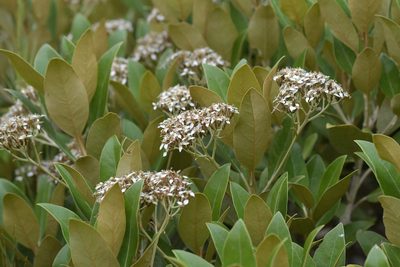 Olearia avicenniifolia, photographed by Christopher Stephens