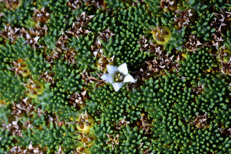 Donatia novae-zelandiae, photographed by Christopher Stephens