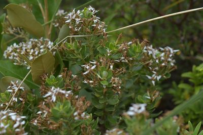 Olearia nummulariifolia, photographed by Christopher Stephens