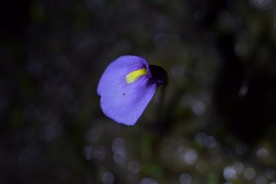 Utricularia dichotoma, photographed by Christopher Stephens