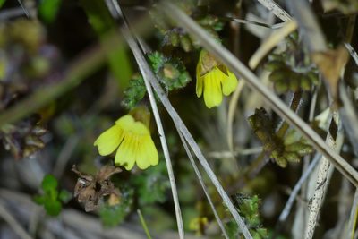 Euphrasia cockayneana, photographed by Christopher Stephens