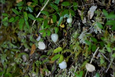 Luzuriaga parviflora, photographed by Christopher Stephens