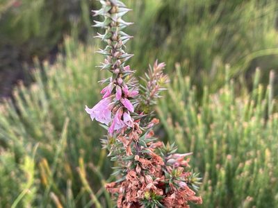 Epacris impressa, photographed by Dylan Wishart
