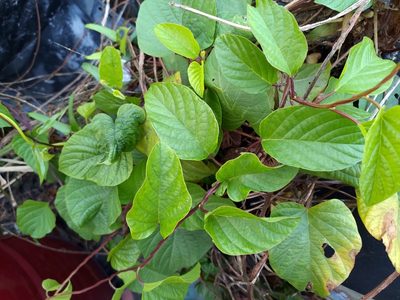 Operculina turpethum, photographed by koala0090