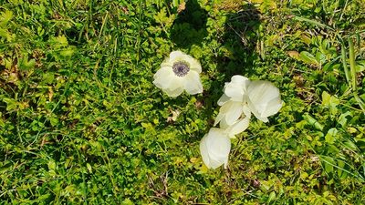 Anemone coronaria, photographed by Andrea Meucci