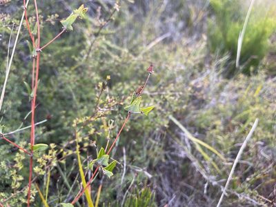 Bossiaea obtusangula, photographed by Dylan Wishart