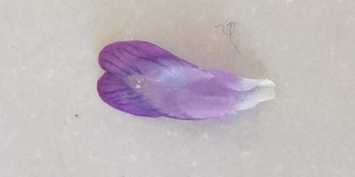 Vicia incana, photographed by Katarzyna Żarnowiec