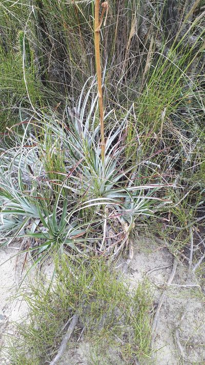 Puya cochabambensis, photographed by Andreas Schneider