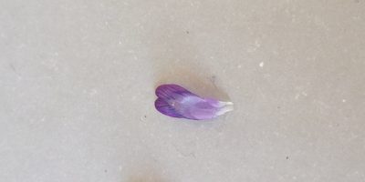 Vicia incana, photographed by Katarzyna Żarnowiec