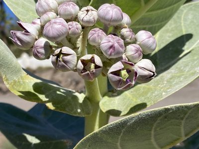 Calotropis procera, photographed by Enrico Tomschke