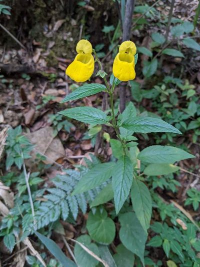 Calceolaria irazuensis, photographed by Trevor Van Loon