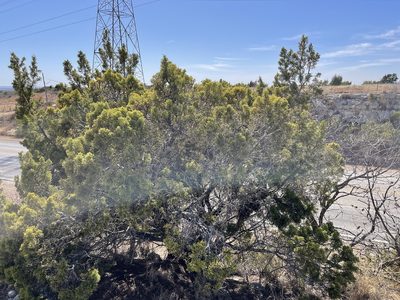 Juniperus pinchotii, photographed by CK2AZ