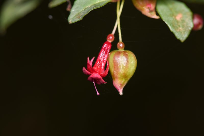 Fuchsia microphylla, photographed by Trevor Van Loon