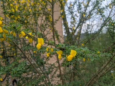 Cytisus arboreus, photographed by Katarzyna Żarnowiec