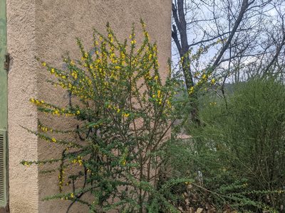 Cytisus arboreus, photographed by Katarzyna Żarnowiec