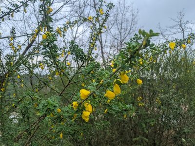 Cytisus arboreus, photographed by Katarzyna Żarnowiec