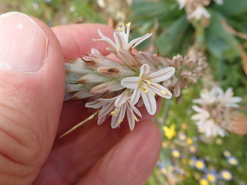 Trachyandra falcata, photographed by Peter Warren