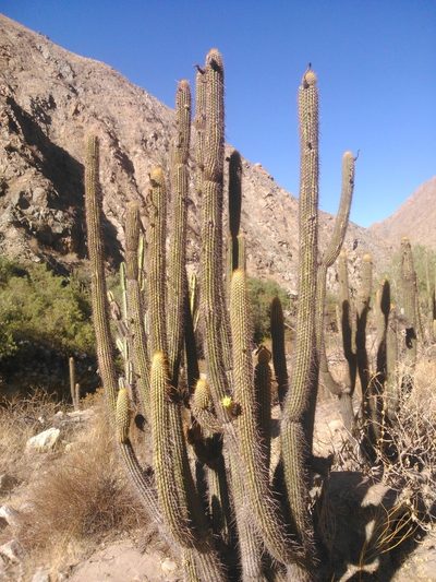 Weberbauerocereus weberbaueri, photographed by cstobie