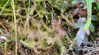 Drosera binata, photographed by Eamonn Culhane