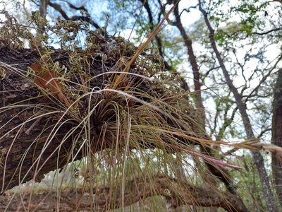 Tillandsia bartramii, photographed by Athena Philips