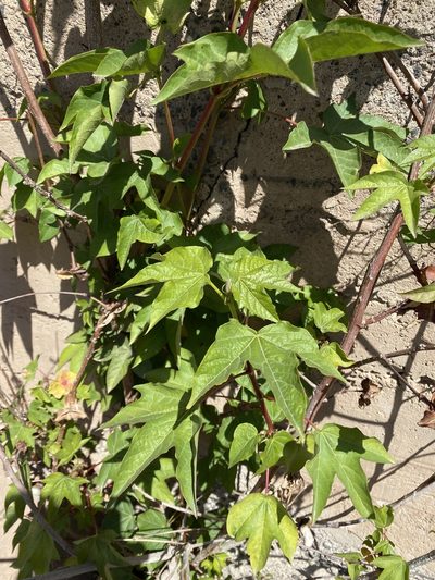 Gossypium barbadense, photographed by Enrico Tomschke
