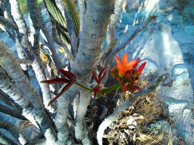 Jatropha macrantha, photographed by cstobie