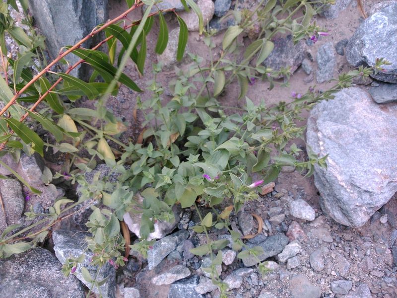 Dicliptera tomentosa, photographed by cstobie