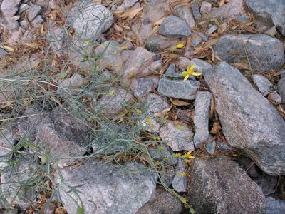 Senecio yurensis, photographed by cstobie