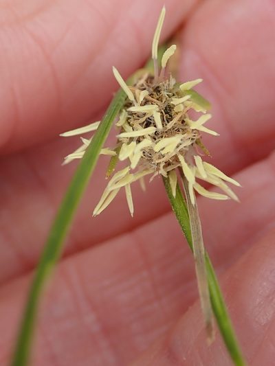 Ficinia laevis, photographed by Peter Warren