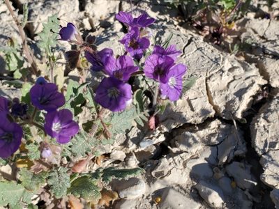 Phacelia crenulata, photographed by Craig Martin