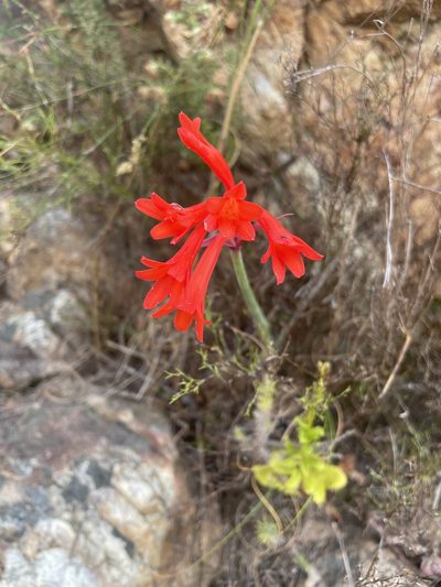 Cyrtanthus collinus, photographed by Matt Benjamin