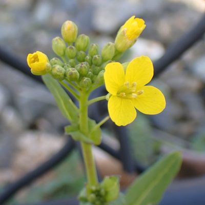 Brassica rapa, photographed by giantcicada