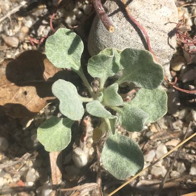 Eriogonum elegans, photographed by Pinnacles National Park