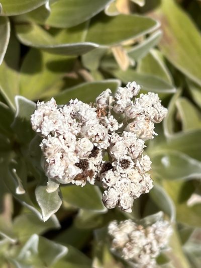 Helichrysum devium, photographed by William Stephens