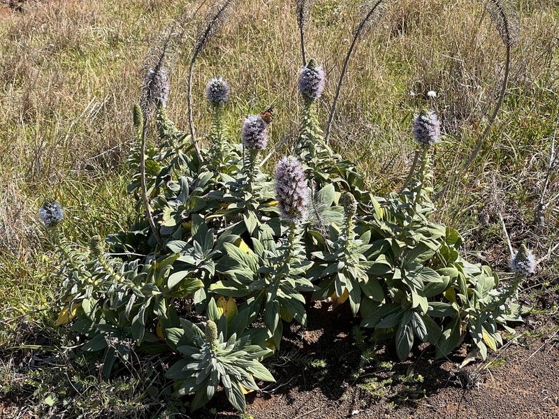 Echium nervosum, photographed by William Stephens