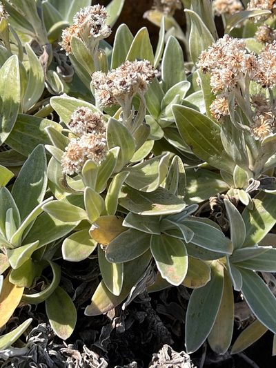 Helichrysum devium, photographed by William Stephens