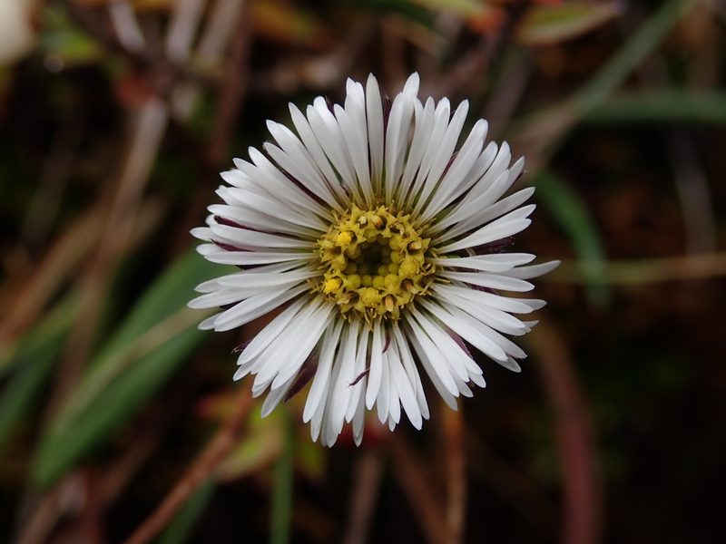 Oritrophium peruvianum, photographed by Nolan Exe