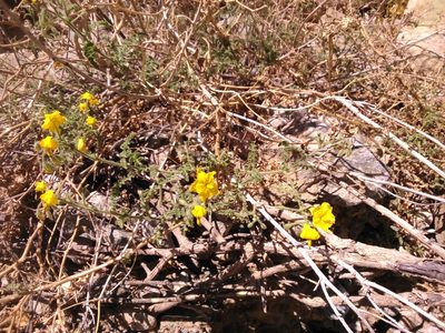 Solanum peruvianum, photographed by cstobie