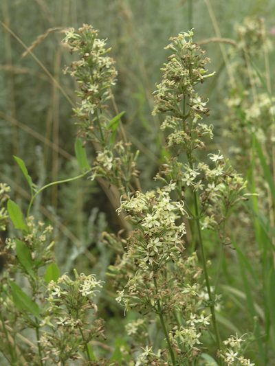 Silene sibirica, photographed by Oleg Kosterin