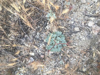 Eriogonum elegans, photographed by Pinnacles National Park