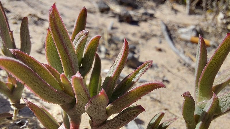 Ruschia geminiflora, photographed by Jacques van der Merwe