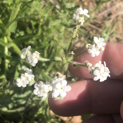 Cryptantha intermedia, photographed by Marc Whitaker